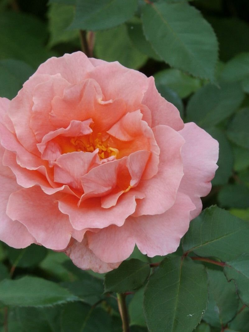 Rose 'Glowing Sunset' Cuttings - 3 Fresh 5-6" Stems with Rooting Powder, USA Grown, Bright Orange Blooms