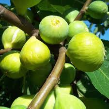 2 Peter's Honey Fig Cuttings/Scions 6" or Longer, 3+ Nodes, Fresh Cut - Ficus carica, Sweet Honey Fig