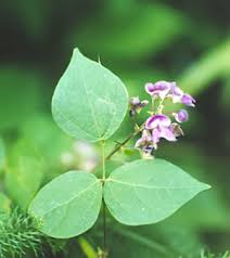 5 Seeds Phaseolus Polystachios – Wild Kidney Bean Vine for Planting | Hardy Climber for Garden & Landscaping | Native Legume Species