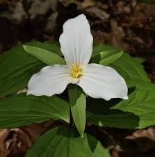 10 White Trillium Plants - Trillium grandiflorum | Bare Root Wildflower | Native Perennial for Shade Gardens & Woodlands