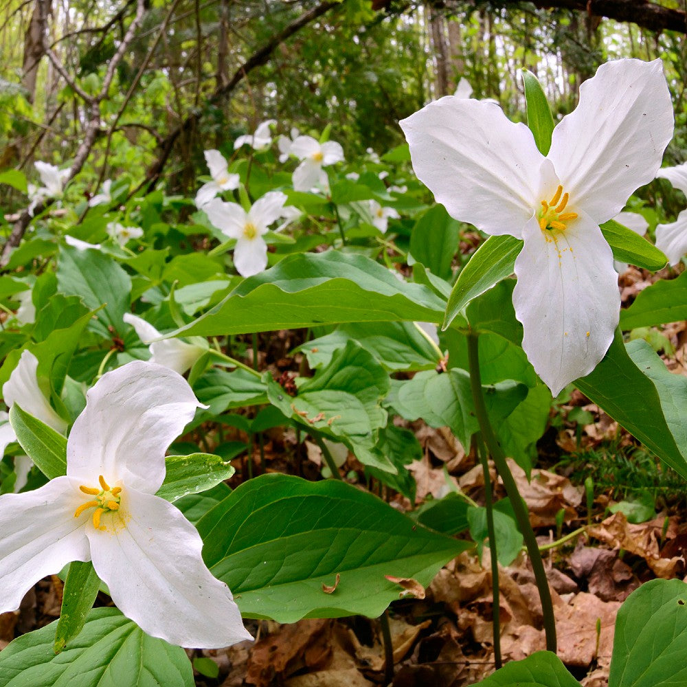 5 White Trillium Plants - Bare Root Trillium grandiflorum | Native Shade Wildflower | Perennial for Woodland Gardens