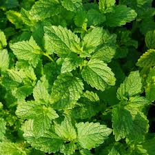 100 Peppermint Seeds | Mentha × piperita | Non-GMO Culinary Herb for Tea, Baking & Gardens | Perennial Mint for Containers or Beds