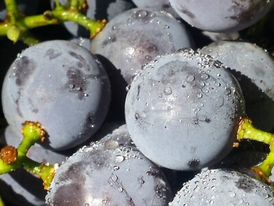 12 Unrooted Concord Grape (With Seeds) Cuttings 6-8" Organic, Vigorous Grower, Perfect for DIY Vineyards, Home Garden, Organic Fruit Growing