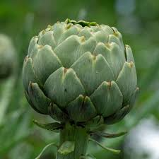 100+ Exotic Globe Artichoke Seeds for Planting | Rare Heirloom Vegetable | Grow Edible Perennial Plants for Garden or Raised Beds