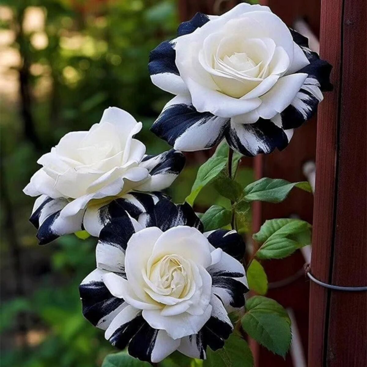 20 Ink Gray & White Striped Rose Seeds - Rare Bicolor Blooms - Unique Heirloom Variety - Fragrant Perennial - Easy to Grow
