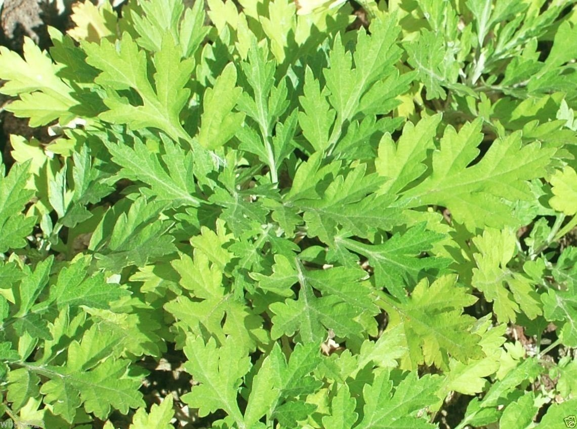 100 Seeds Japanese Mugwort (Artemisia princeps, Yomogi) Herb for Planting | Culinary, Aromatic Herb