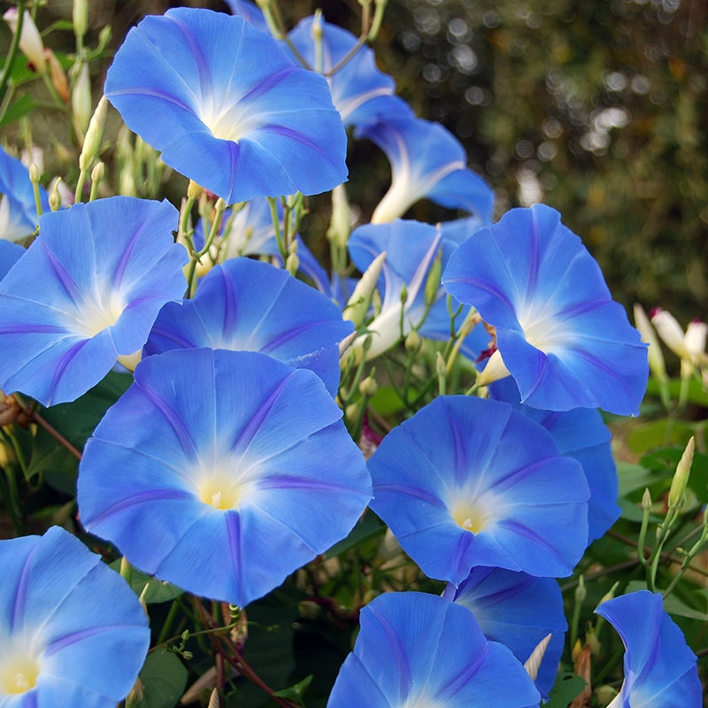 100 Morning Glory Seeds | Blue and White Blooms | Ipomoea tricolor | Non-GMO Vine Flower for Fences, Trellises & Garden Arches