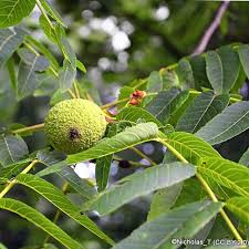 10 Black Walnut Tree Seeds - Juglans nigra | Hardy Perennial Nut Tree | Fast-Growing Shade Tree for Landscaping