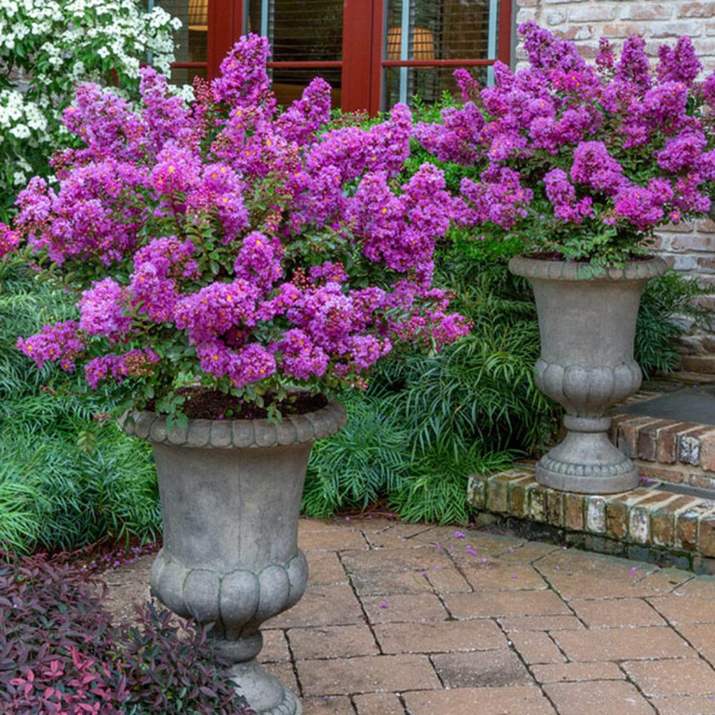 8 Purple Crape Myrtle Unrooted Cuttings 6-8"- Fresh & Ready to Root - Lagerstroemia, Light Purple Blooms, Easy to Grow, Perfect for Garden