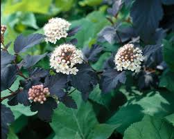 5 Ninebark Shrubs - Physocarpus opulifolius | 12–18” Live Plants | Ornamental Shrub with Colorful Foliage for Landscaping & Borders