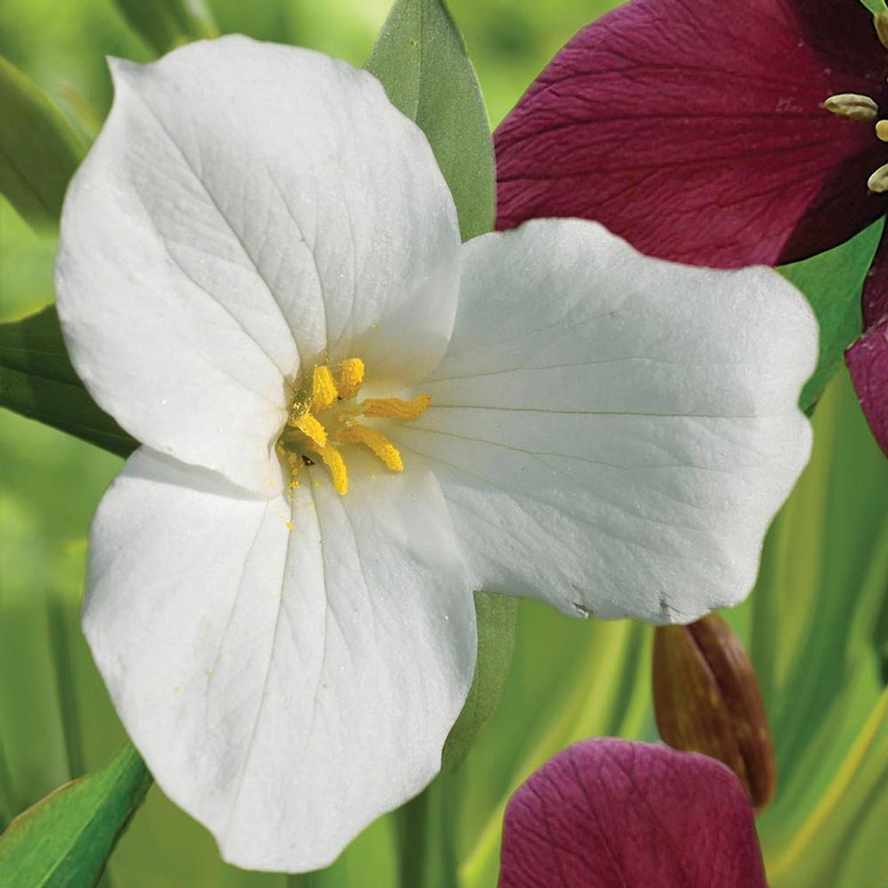 3 White Trillium Plants - Bare Root Trillium grandiflorum | Perennial Wildflower | Shade-Loving Woodland Plant