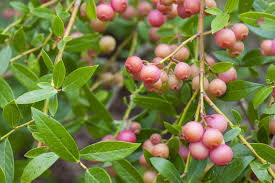5 Pink Lemonade Blueberry Plants - Vaccinium Rabbiteye | Live Starter Plants | Unique Pink Fruit Shrubs for Garden or Container Growing