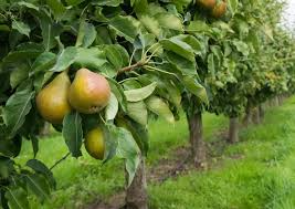 8 Green Anjou Pear Trees 7-10" Unrooted Cuttings for Propagation - Pyrus communis, Delicious Pear Variety