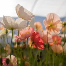 500 Iceland Poppy Seeds | Papaver nudicaule | Non-GMO Cold-Hardy Blooms in Pastel Colors | Perennial Wildflower for Spring