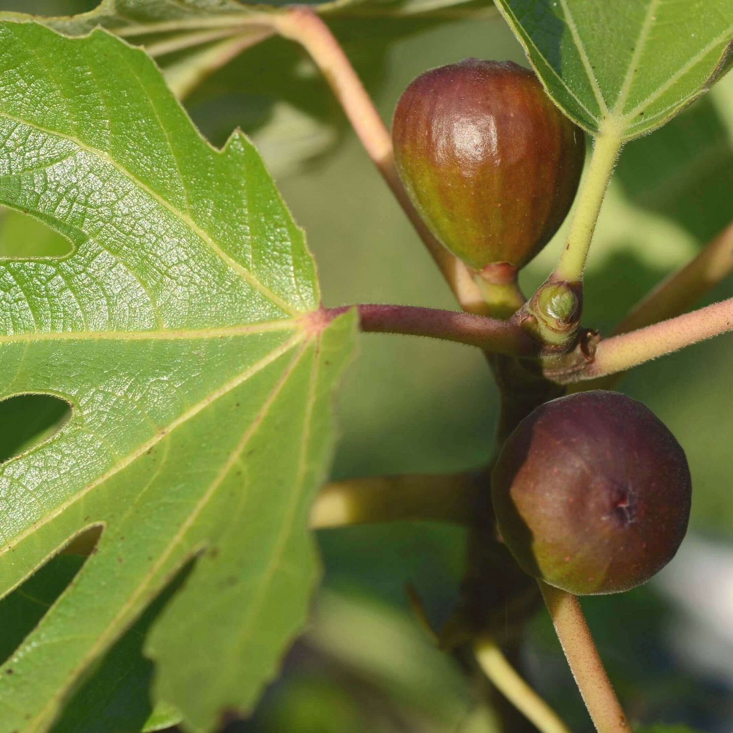 3x 'Monstrueuse' Fig Unrooted Cuttings 5-6" | Ficus carica | Large Fig Variety | Delicious Sweet Fruit, Easy Rooting for Gardeners