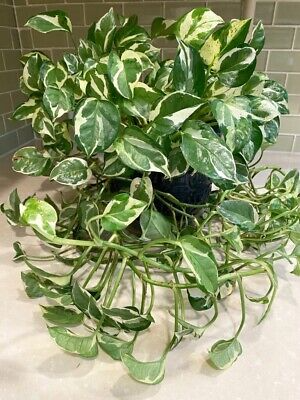 3 Unrooted Pothos Pearls and Jade Cuttings - Devil's Ivy Variegated House Plant - Indoor Plant for Sale