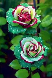 20 Ruby Green Twin Rose Seeds - Rare Bicolor Roses - Unique Heirloom Variety - Fragrant Perennial - Easy to Grow