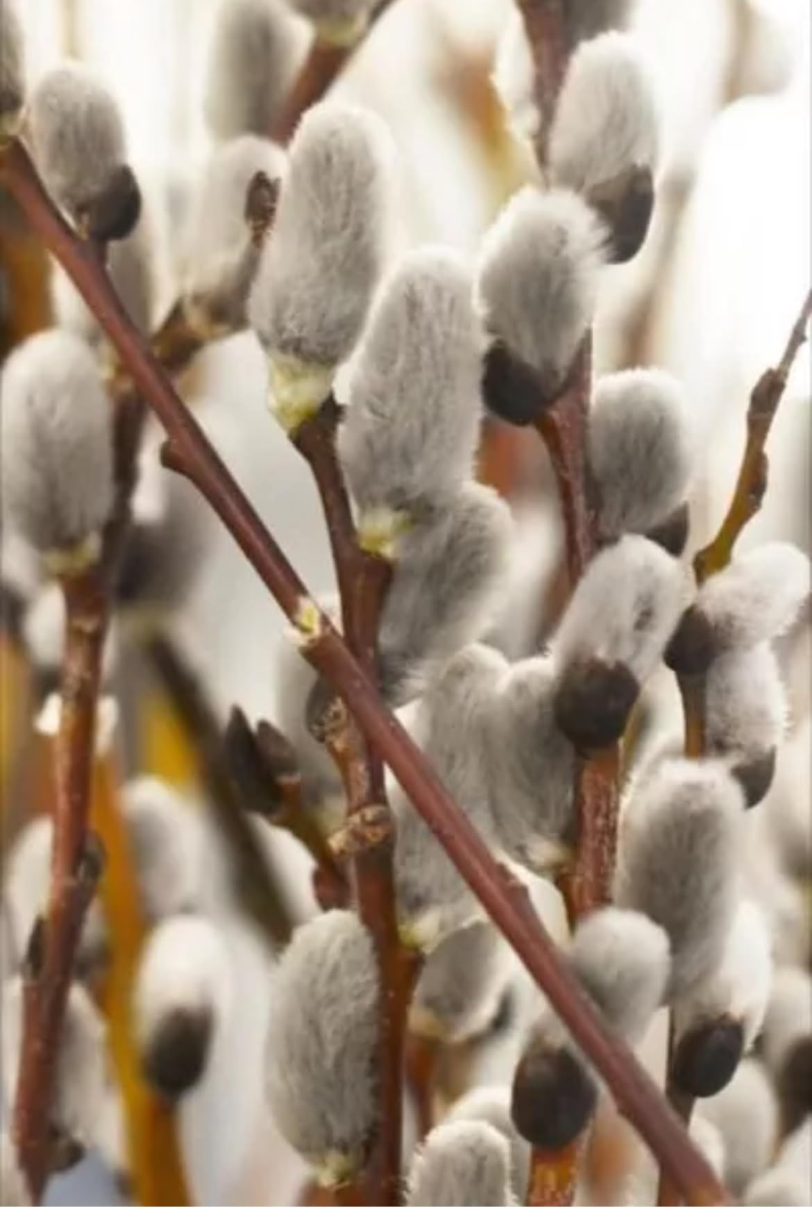 5 French Pussy Willow Shrubs - Salix caprea | 1–2 ft Tall Bare Root Live Plants | Early Blooming Ornamental for Gardens & Bouquets