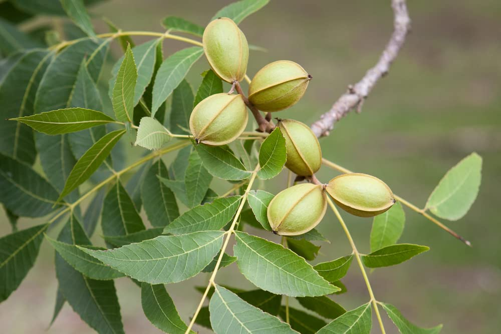 5 Pecan Tree Seeds - Carya illinoinensis | Organic Perennial Nut Tree | Fast-Growing Shade & Orchard Tree