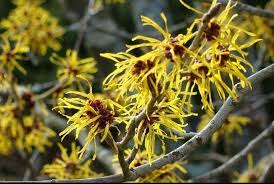 3 Witch Hazel Shrubs - Hamamelis virginiana | 12–18” Live Bare Root Plants | Native Flowering Shrub for Fall Color & Wildlife