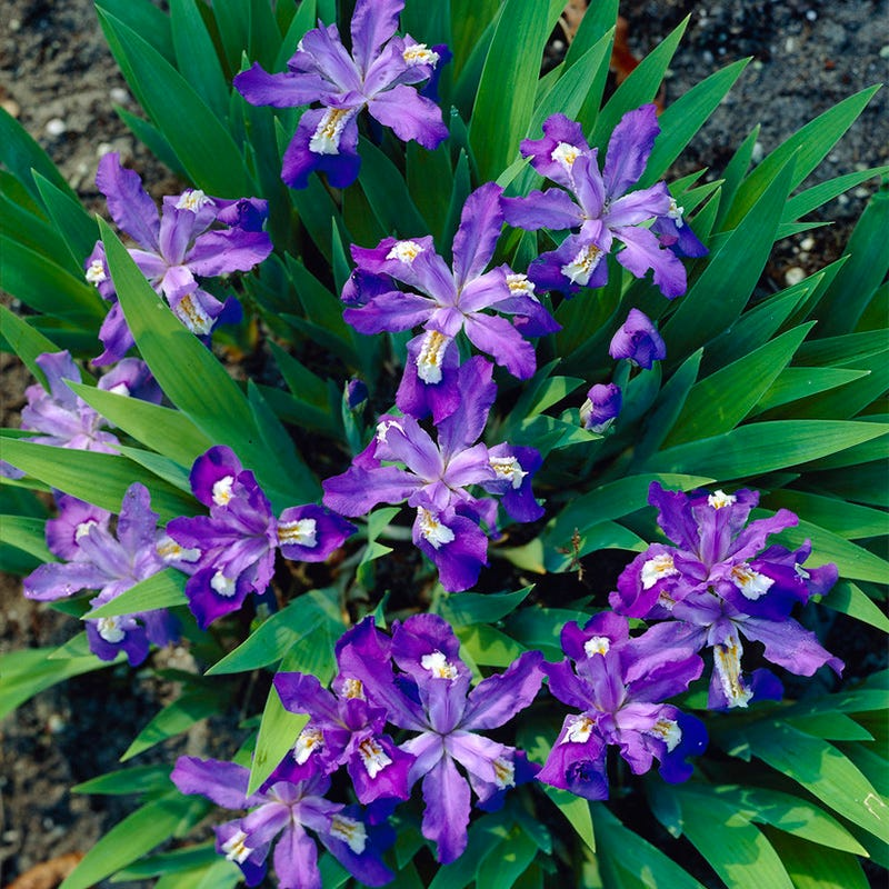 5 Crested Dwarf Iris Plants - Bare Root Iris cristata | Native Perennial Wildflower | Shade-Loving Ground Cover