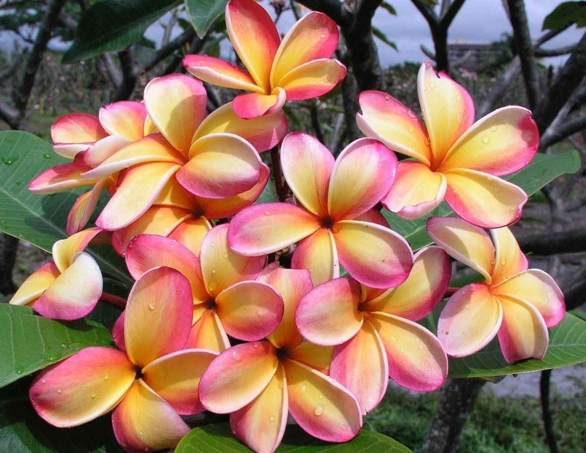 1 Orange Rainbow Plumeria 8-12" Unrooted Cutting | Frangipani Flower, Tropical Plant for Garden & Home