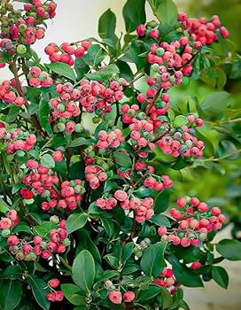 3 Pink Lemonade Blueberry Plants - Vaccinium Rabbiteye | Live Starter Plants | Edible Fruit Bushes for Gardens & Containers