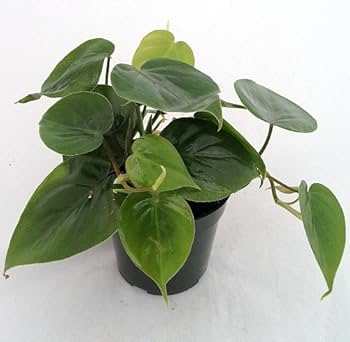 2" Rooted Multi-Cutting Cordatum Starter Plants, Easy to Grow, Ideal for Indoor/Outdoor, Philodendron Cordatum, Heartleaf Vine Cuttings