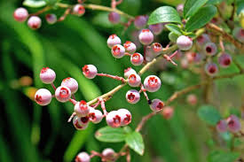 3 Pink Popcorn Blueberry Plants - Vaccinium corymbosum | Live Starter Plugs | Unique Pink Fruit for Garden or Patio Containers