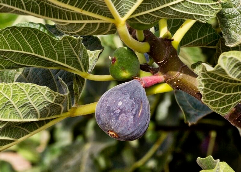 Black Madeira Fig Cuttings - 2 Live Cuttings, Ficus carica, Includes Willow Water
