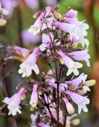 100 mg Seeds Penstemon Commarhenus (Dusky Beardtongue) for Planting | Native Perennial Wildflower for Pollinator Gardens & Meadows