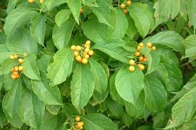 30 Seeds Celastrus scandens (American Bittersweet) for Planting | Native Climbing Vine for Garden, Landscaping & Wildlife Support