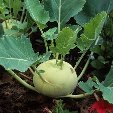 100+ Giant Kohlrabi Seeds | Brassica oleracea Variety | Exotic Heirloom Bulbing Cabbage | Easy to Grow Cool Season Vegetable