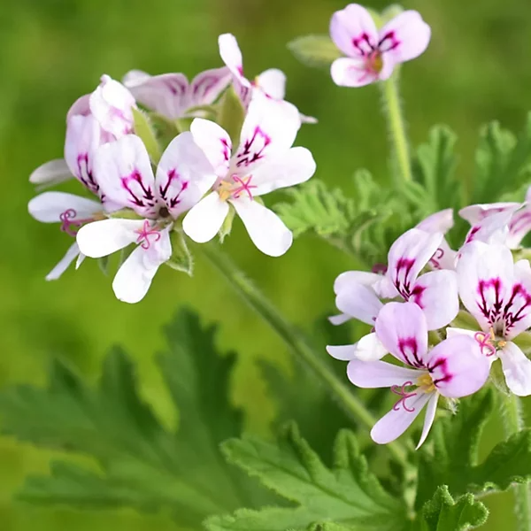 3 Pelargonium Citronella Lemon Scented Geranium Unrooted Cuttings, Pink Flowers, 3"-5", Natural Mosquito Repellent, Easy to Root Geranium