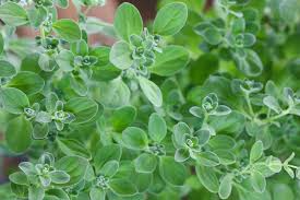 100 Sweet Marjoram Seeds | Origanum majorana | Fragrant Culinary Herb for Gardens & Containers | Non-GMO Perennial Seeds