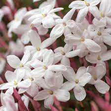 1 Pink Jasmine Jasminum Polyanthum Extremely Fragrant Rooted Starter Plant Bare Root, Sweet Scented Flowering Vine for Sale