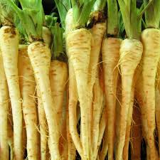100 All American Parsnip Seeds | Pastinaca sativa Heirloom Variety | Rare Root Vegetable for Fall & Spring Planting in Gardens