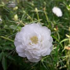 10 PINKY STAR Portulaca grandiflora Unrooted Cuttings 5" - Bright Pink Moss Rose, Vibrant Garden Succulent, Outdoor & Indoor Plant