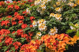 50 Azalea Seed Mix, Mixed Rhododendron Flower Colors, Colorful Shrub Bush, Hardy Perennial, for Gardens, Landscapes & Floral Arrangements