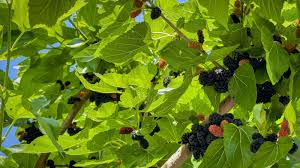 50 Black Mulberry Tree Seeds (Morus nigra), Sweet Edible Fruits, Hardy Tree, Fast Growing, Backyard Fruit, Garden Starter, Mulberry Bush
