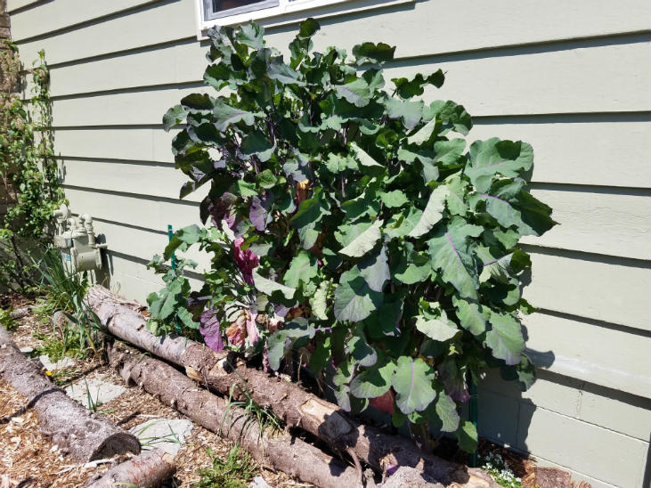 2 Unrooted Perennial Purple Tree Kale Cuttings (5-7") - Brassica oleracea, Purple Tree Collard, Edible Perennial, Rare Garden Cutting