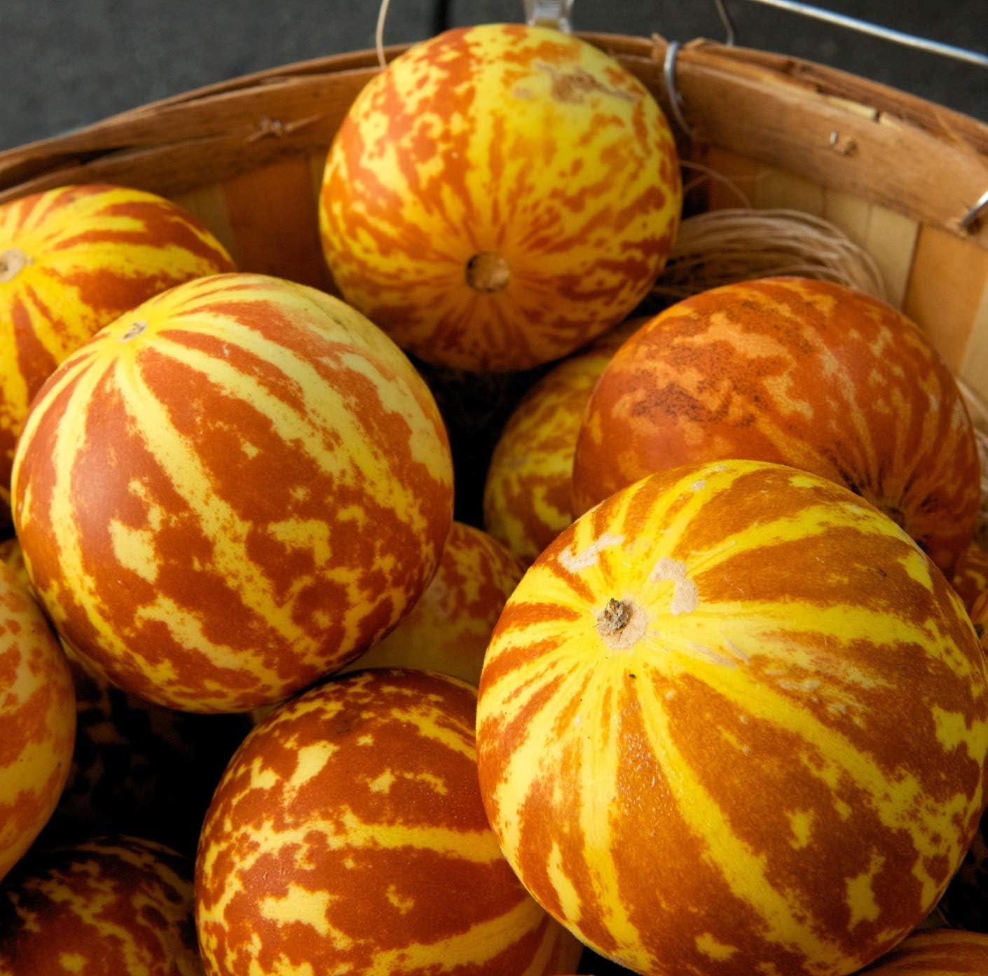 10 Tigger Melon Seeds | Rare Striped Melon Variety | Cucumis melo | Non-GMO Mini Melons with Fragrant Flesh | Garden Favorite