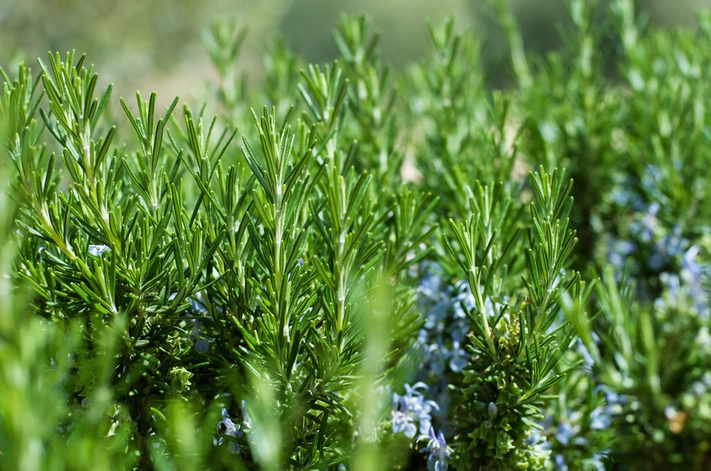 Rosemary Cuttings - 6 Live 4-6" Cuttings, Rosmarinus officinalis, Herb Propagation