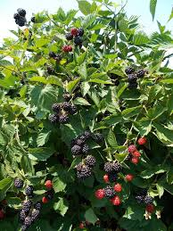 5 Triple Crown Blackberry Plants - Thornless Variety | Live Starter Plants | Sweet Edible Fruit Bushes for Gardens and Orchards