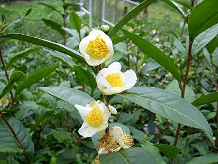 5 Tea Shrub Seeds (Camellia sinensis), Black, White, Green Tea Leaf Tree Plant, Grow Your Own Tea, Organic, Perfect for Garden or Home