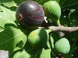 3 Fig Trees “Andijan” Rare Unrooted Cuttings - Ficus Carica, Sweet & Delicious, Ideal for Rooting, Grafting, Hardy Fruit Tree, Organic