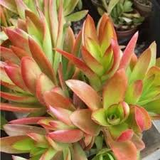 3 Crassula capitella Campfire Succulent Cuttings - Unrooted, Red and Green, Jade Plant, Succulent Cactus, Home Decor, Gardening Gift