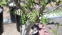 Bursera Microphylla Waterman Form 7" Rare Succulent Plant Arizona Native Bare Root