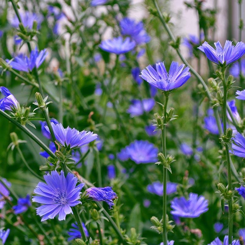1,000 Chicory Wildflower Seeds | Cichorium intybus | Non-GMO Blue Flower Seeds for Pollinator Gardens & Meadows