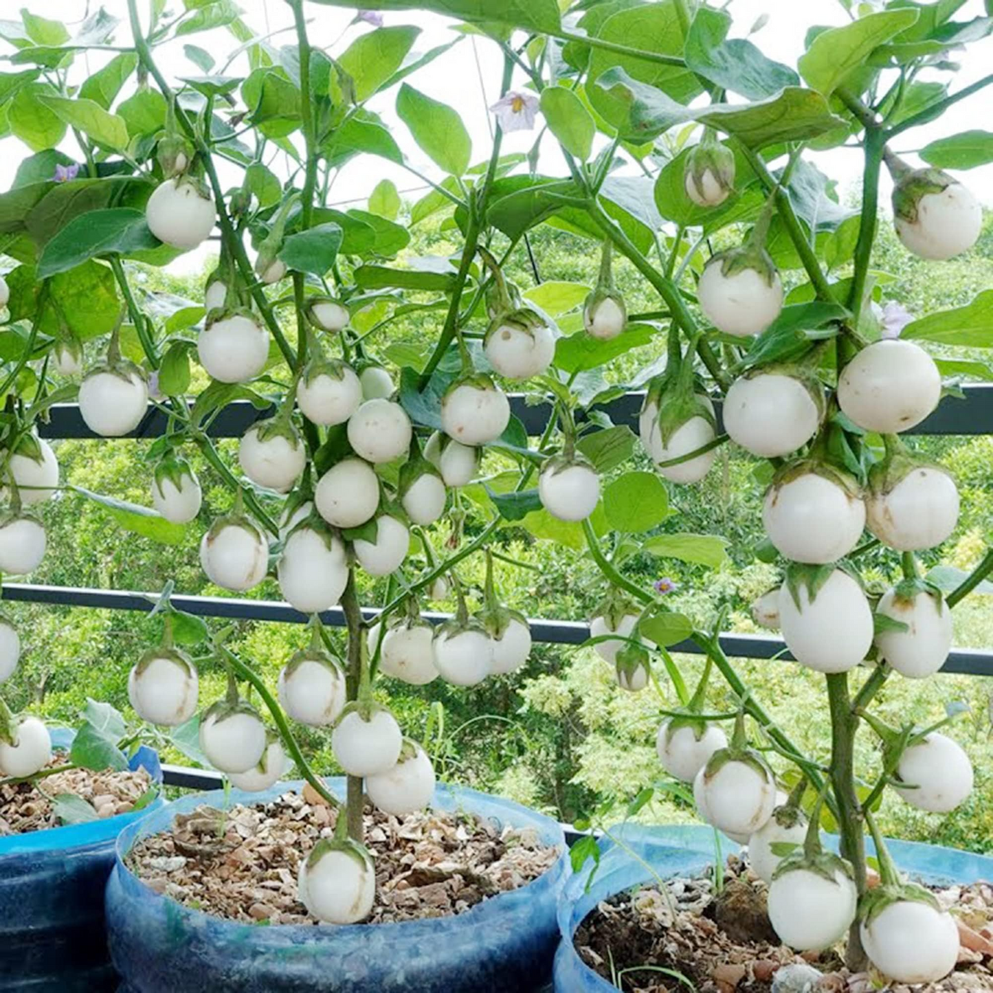 100+ White Eggplant Seeds | Solanum melongena | Unique Non-GMO Vegetable Seeds for Planting | Great for Grilling & Garden Beds